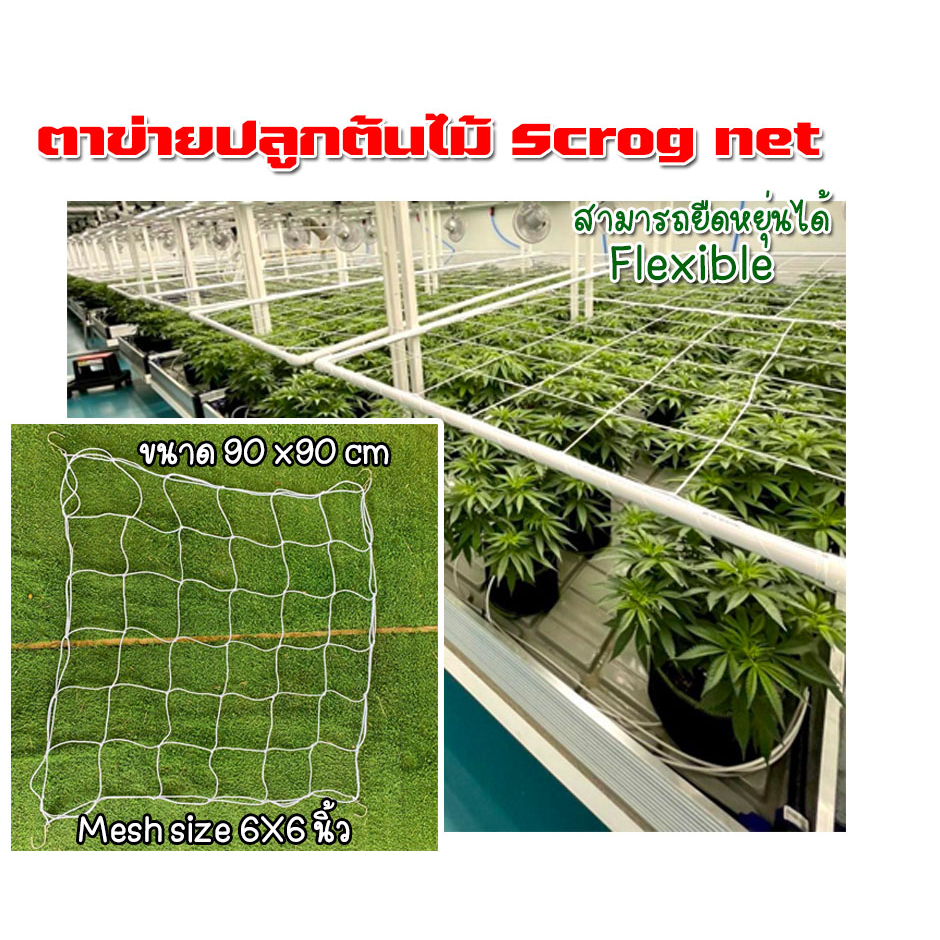scrog net ตาข่ายปลูกต้นไม้ ดัดกิ่งต้นไม้ เพิ่มผลผลิตมากขึ้น Flexible ...