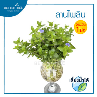 ลานไพลิน (จำนวน 1ช่อ) Giant Bacopa สามารถเลี้ยงน้ำได้ ต้นไม้น้ำ ไม้น้ำ