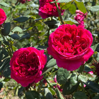 กุหลาบrouge royale rose