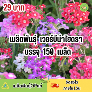 ถูกสุดคุ้ม เมล็ดพันธุ์ ดอกเวอร์บีนาไฮดรา คละสี บรรจุ 10 เมล็ด