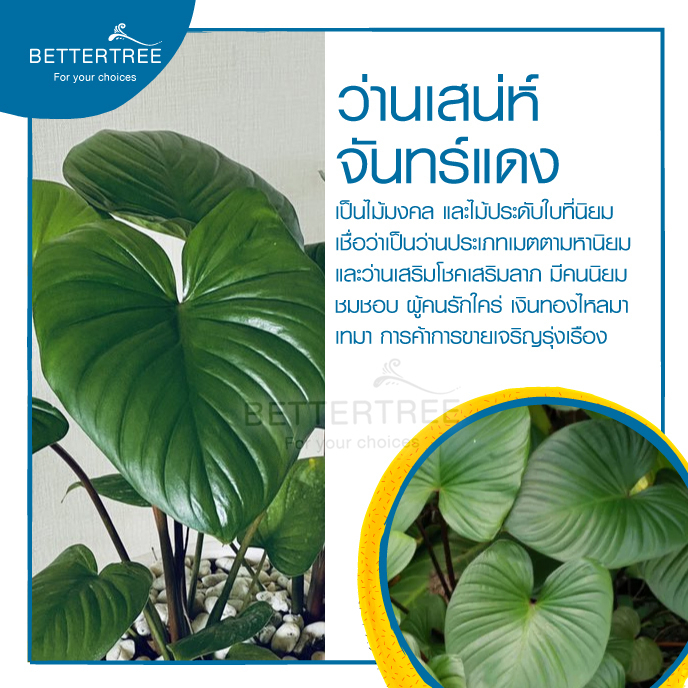 ว่านเสน่าห์จันทร์แดง-จำนวน-1-ต้น-สามารถเลี้ยงน้ำได้-ไม้ฟอกอากาศ-ต้นไม้มงคล-ต้นไม้-ต้นไม้ในร่ม-ต้นไม้ในออฟฟิศ