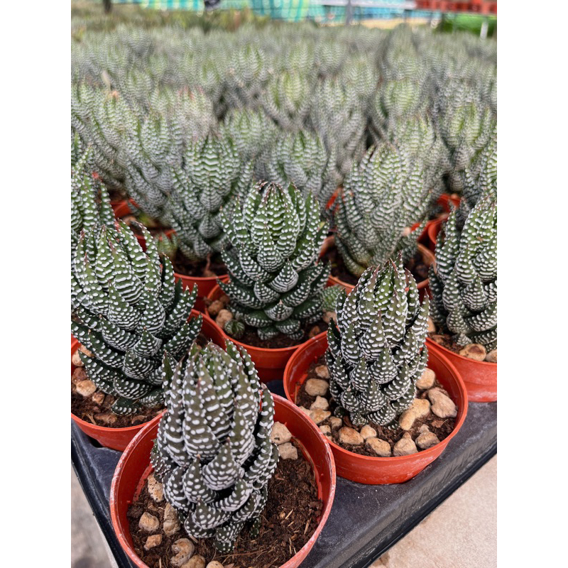 haworthia-coarctata-ไก่ต๊อก-ไม้ตระกูลฮาโวเทีย-ขนาดกระถาง3