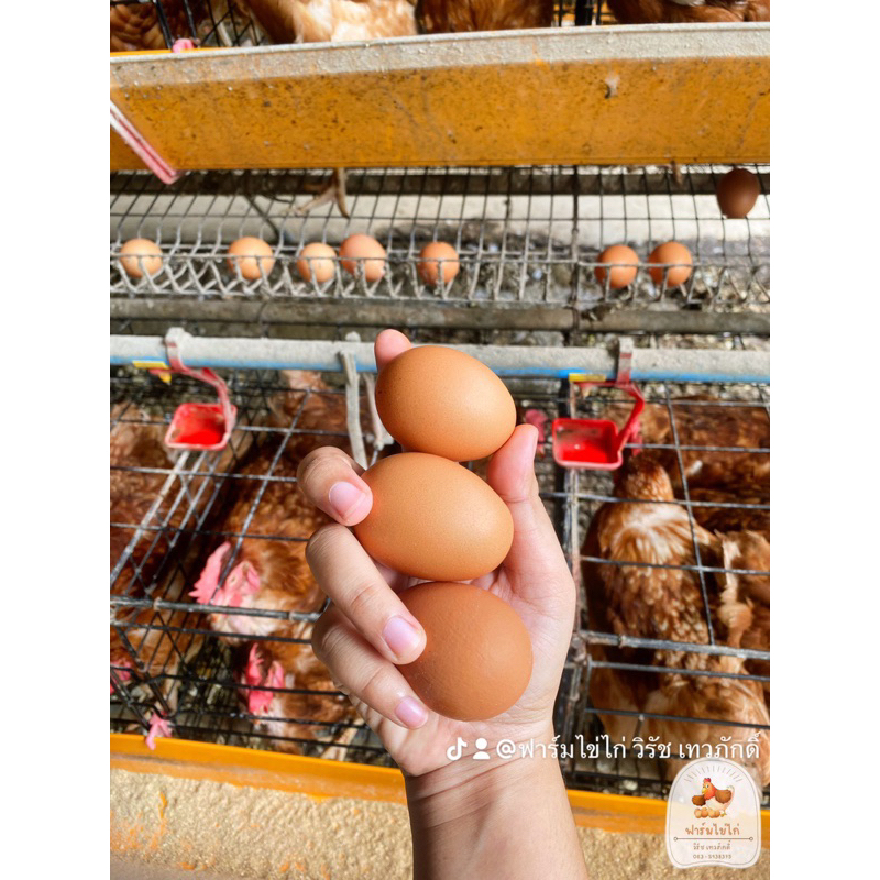 โปรโมชั่น-ไข่ไก่-สด-ใหม่-ปลอดสาร-ราคาพิเศษส่งตรงจากฟาร์มไข่ไก่