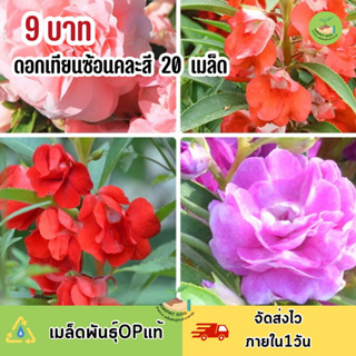 พิเศษ 9 บาท เมล็ดพันธุ์ดอกเทียนซ้อน คละสี บรรจุ 20 เมล็ด