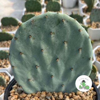 🌵 A Little cactus🌵| แคคตัส กระบองเพชร Opuntia โอพันเทีย ไจแอนท์ โรบัสต้า