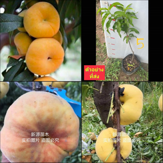 (1ต้น) ต้น โดนัทพีชเหลือง ต้นโดนัทพีช สีเหลือง Donut peach โดนัทพีช พีช ต้นพีช / ศรัณย์รักษ์