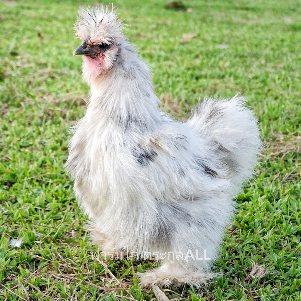 ชุด-2-ฟอง-ไข่เชื้อ-ไก่ซิลกี้-ไก่สวยงาม-พ่อแม่ไก่ตามรูป-ไก่ซิลกี้อเมริกาเเท้-รับประกันไข่แตกระหว่างขนส่ง-ส่งด่วน