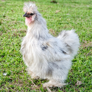 🥚(ชุด 2 ฟอง) ไข่เชื้อ​ไก่ซิลกี้ ไก่สวยงาม​ พ่อแม่ไก่ตามรูป  ไก่ซิลกี้อเมริกาเเท้ #รับประกันไข่แตกระหว่างขนส่ง((ส่งด่วน))