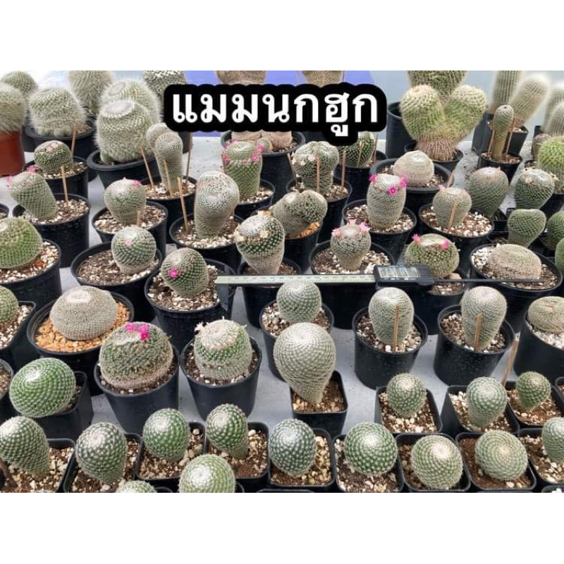 แมมนกฮูก-mammillaria-perbella