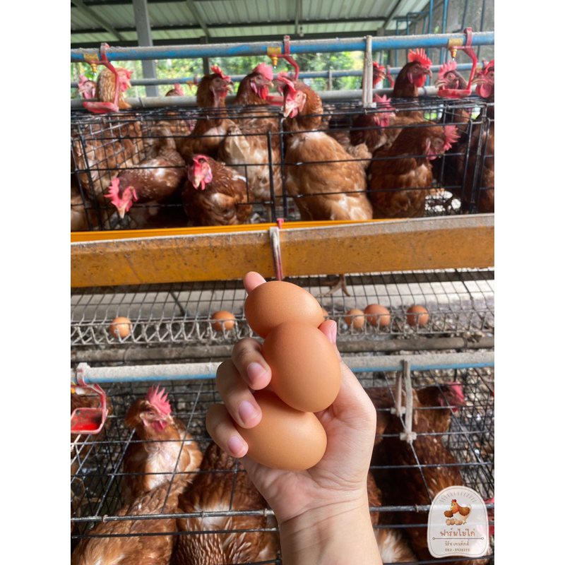 ไข่ไก่เบอร์-6-ปลอดสารเคมี-สะอาด-สด-ใหม่-จากฟาร์มวิรัช