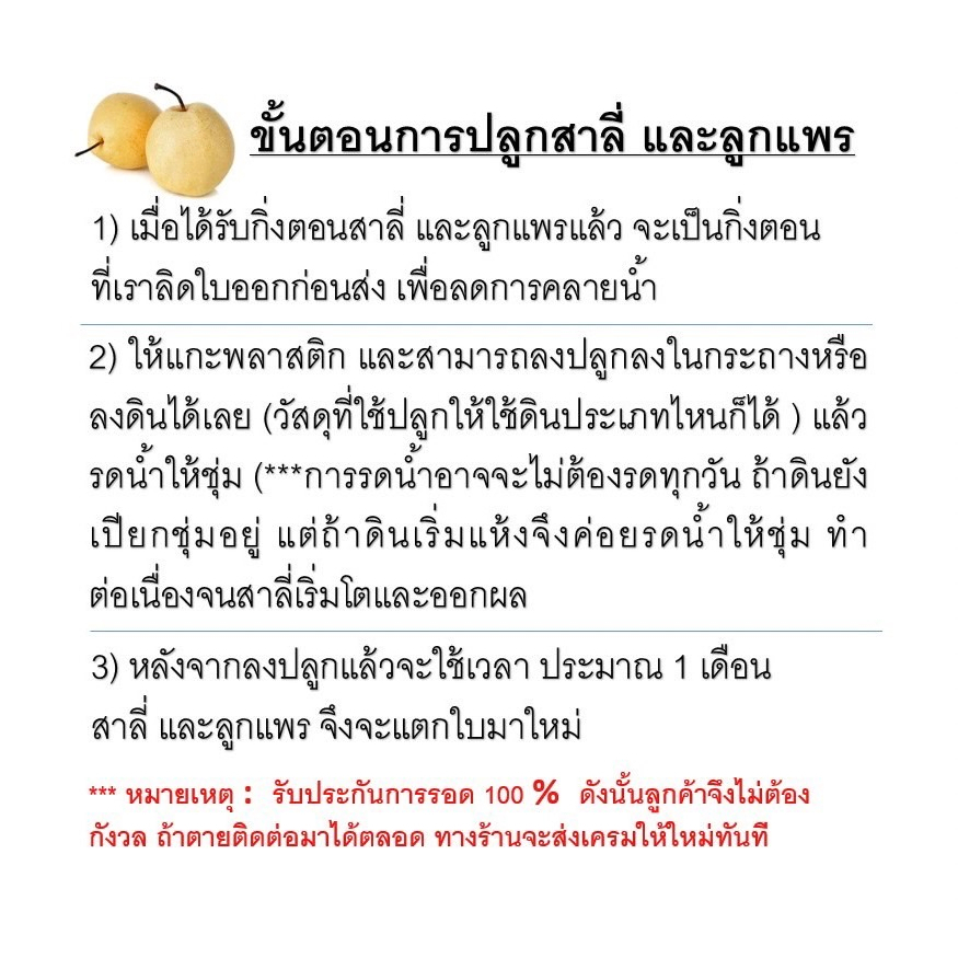 1ต้น-ขาย-ต้นพันธุ์-ต้น-สาลี่โยโกฮาม่า-yokohama-pears-ต้นสาลี่-สาลี่-โยโกฮาม่า-สาลี่หิมะ-ไร่อิงดาว