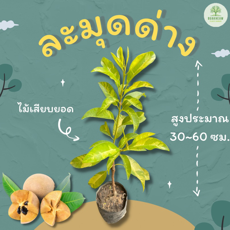 ต้นพันธุ์ละมุดด่าง-สูง-30-60-ซม-ละมุดด่าง