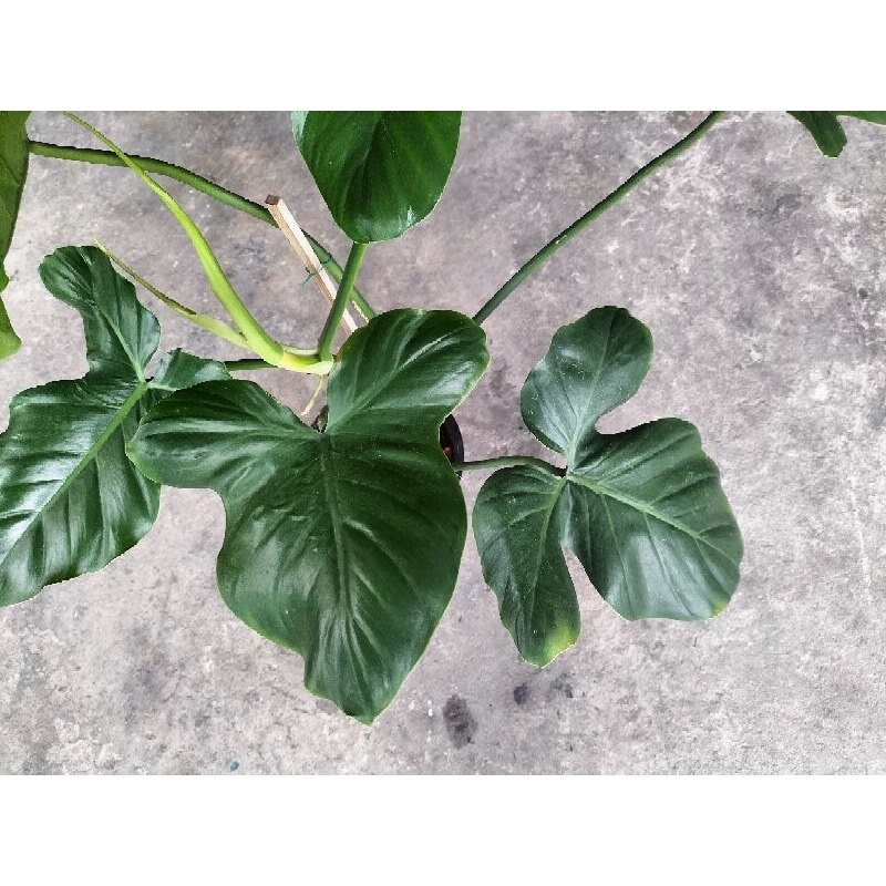 philodendron-barrosoanum-ฟิโลฯมิกกี้เมาส์-สายสะสมต้องมี