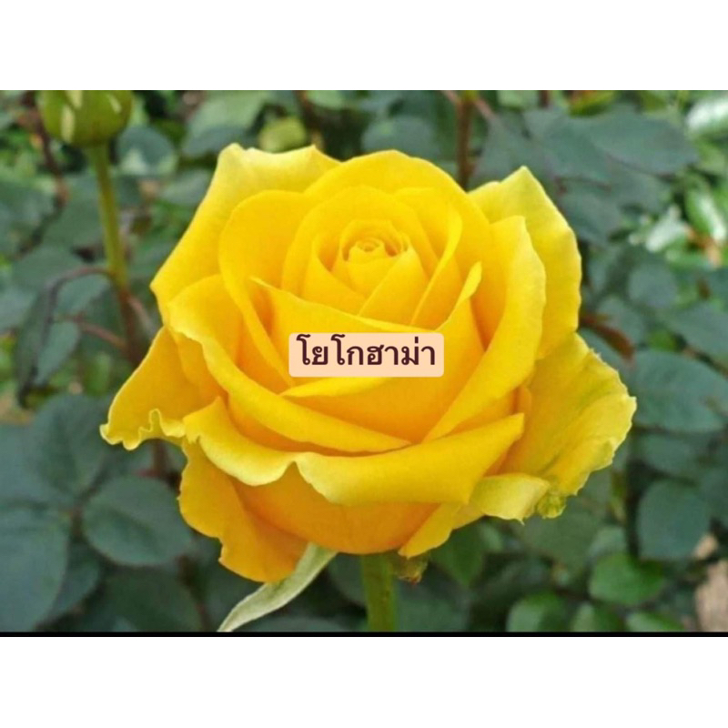 กุหลาบตัดดอก-พุ่ม-เลื้อย-และพันธุ์อื่นๆ-ทักหาแม่ค้าก่อนนะคะ-หาสายพันธุ์-ก่อนค่ะ