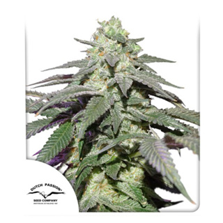 Skywalker Haze Dutch passion 3 feminized cannabis seeds เมล็ดกัญชา