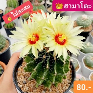 🌞🌼ฮามาโตะ ไม้สะสมสวยๆ ดอกเหลือง มีกลิ่นหอม🌵 น่ารักปุ๊กปิ๊ก ของมันต้องมี