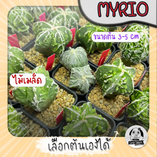 ต้นมายริโอ (เลือกต้นได้) ( ต้นกระบองเพชร Astrophytum myriostigma) ไม้เมล็ด Set R🌵ต้นแคคตัส❤️