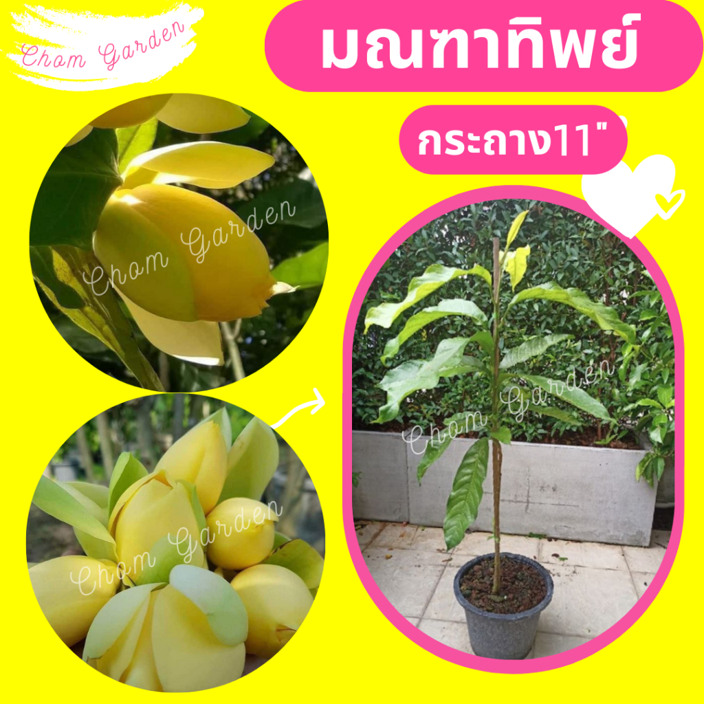 ต้นมณฑาทิพย์-ดอกมณฑา-มณฑาทิพย์