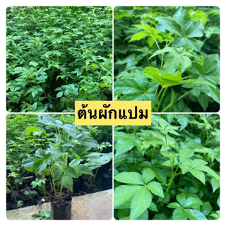 ต้นผักแปม ผักพื้นบ้าน ชุด5ต้น รสชาติขมกลมกล่อม