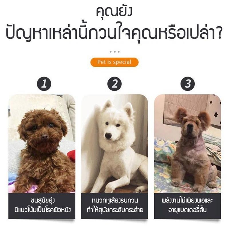 all-about-things-ปัตตาเลี่ยน-ปัตตาเลี่ยนตัดขนสุนัข-ที่ตัดขนสุนัข-ปัตตาเลี่ยนตัดขนแมว-ปัตตาเลี่ยนทอง