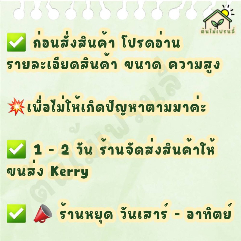 มันสาคูจีน-ราคาถูก-6-ต้น-79-บาท-หัวหวานมันอร่อย