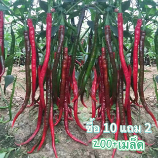 พริกยาวที่สุดในโลก เมล็ดพันธุ์พริก Joes Long 200+ เมล็ด งอกง่าย🌱ผลยาว12-15นิ้ว☘️[ซื้อ10แถม2]พริก