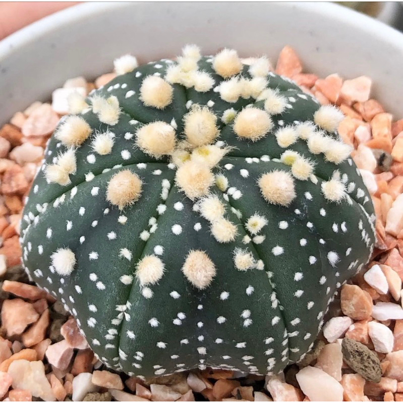 astrophytum-asterias-hanazono-ประจุดออกมาตั้งแต่ไซส์นี้-โดดเด่นมาก