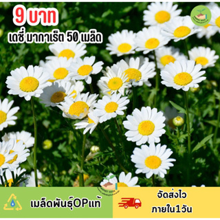 9บาท เมล็ดพันธ์ุ ดอกเดซี่มากาเร็ต บรรจุ50 เมล็ด