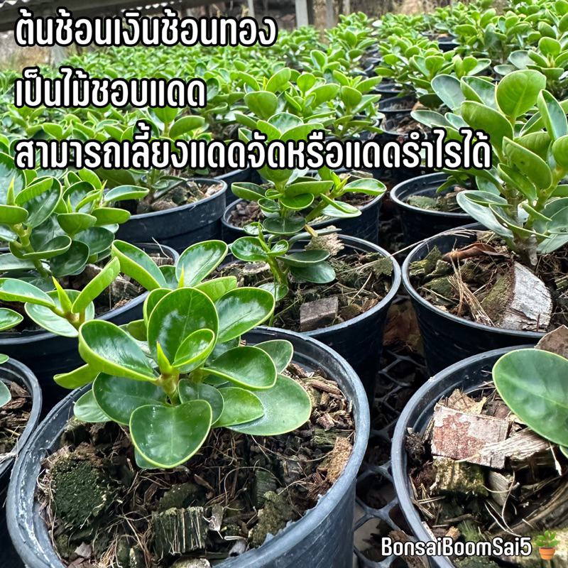 ต้นช้อนเงินช้อนทอง-ไม้มงคล-กระถาง4นิ้ว