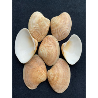 deep-sea yellow clam shell for craft 100g