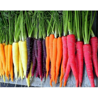 🔥เข้าใหม่ Rainbow Carrot แครอทหลายสีพันธุ์แท้แน่นอน มีคู่มือการเพาะ ปลูกไม่ยากคะ