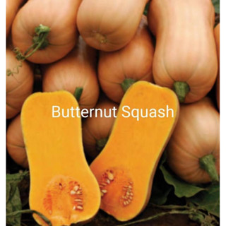 🔥เข้าใหม่ เมล็ดฟักทอง บัตเตอร์นัท - Butternut Squash เนื้อมันหวานมาก