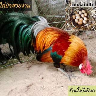 ไข่เชื้อไก่ป่า ไก่หูขาว สำหรับนำไปฟัก ไข่มีเชื้อ  (สั่ง 5ใบ แถมฟรี 1ใบ)