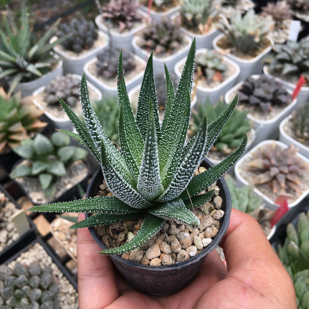 ฮาโวเทีย-haworthia-ม้าทราย-ไม้ในกระถาง2-ส่งแบบล้างราก