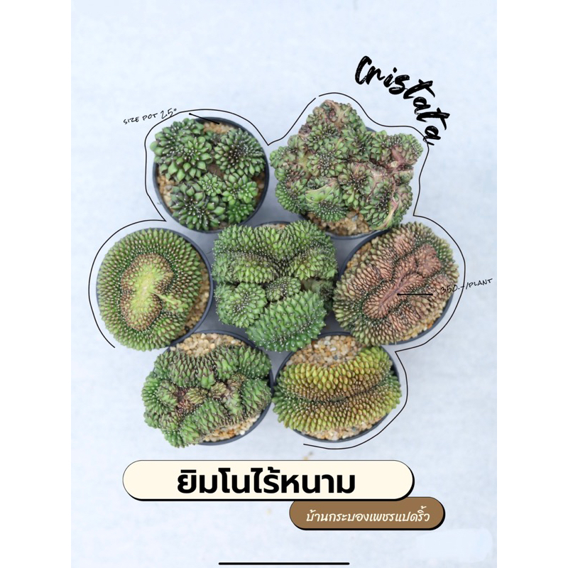 ยิมโนไร้หนาม-ไม้เมล็ด-คัดฟอร์ม-350-ราคาเดียว-size-ใหญ่ๆ-เลือกต้นได้