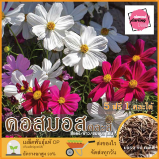 5 แถม 1 เมล็ดพันธุ์ดอกคอสมอส (Cosmos Flower Seed)  เมล็ดพันธุ์แท้ ปลูกง่าย อัตรางอกสูง เก็บเมล็ดปลูกต่อได้ ไม่กลายพันธุ์