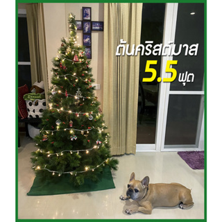 มือสองสภาพใหม่ 95% ต้นคริสต์มาส ต้นสน ต้นสนเปล่า ขนาดกำลังดี  5.5 ฟุต ROSE MARY 5.5 ft. งานคุณภาพจาก Bangkok-Christmas