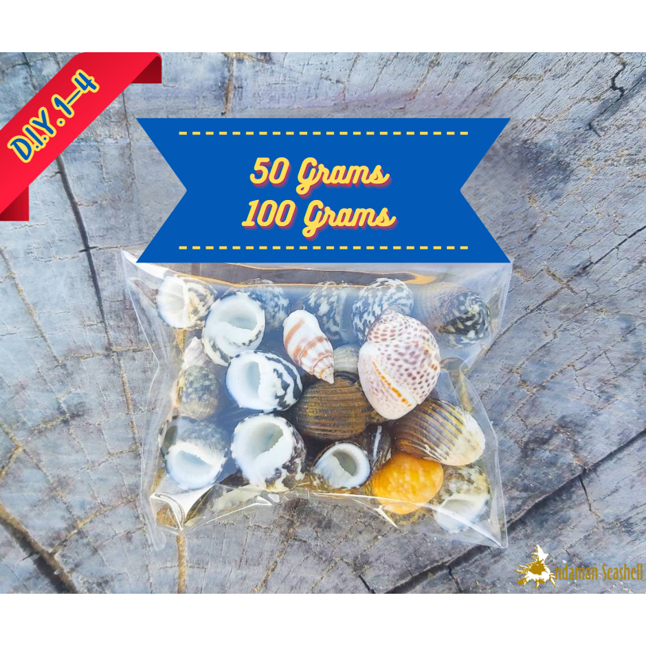 andaman-seashell-เปลือกหอยสำหรับงานประดิษฐ์-ชุด-1-seashells-for-crafting-set-1