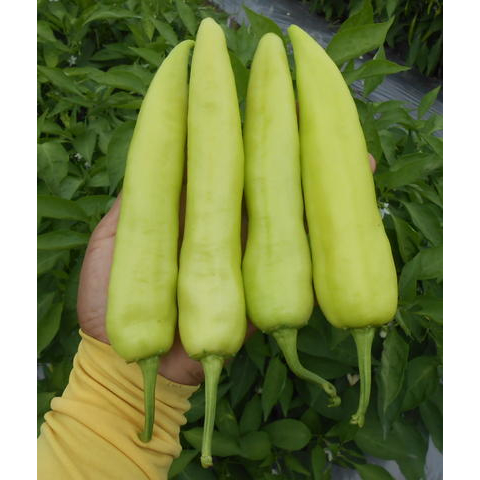 ต้นพันธุ์พริกหยวก พร้อมปลูกในถุงดำ 29บาท Shopee Thailand 