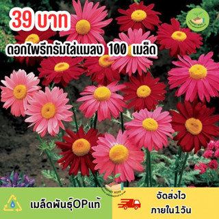 ดอกไพรีทรัมดอกไม้ไล่แมลง บรรจุ 100 เมล็ด คละสี