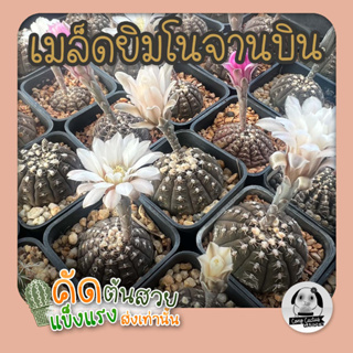 เมล็ดยิมโนจานบิน (Gymnocalycium Ragonesei)100 เมล็ด🌵เมล็ดแคคตัส❤️-กระบองเพชร