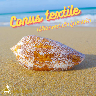 Andaman seashell เปลือกหอย หอยเต้าปูนลายผ้า (Conus textile)