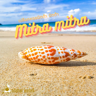 Andaman seashell เปลือกหอย หอยมิตต้า มิตต้า  (Mitra mitra)