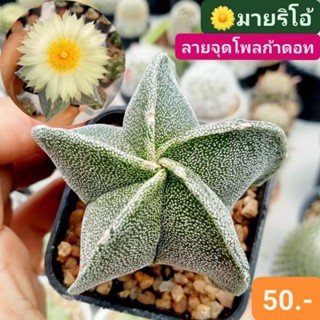 🦄🌼มายริโอ้ลายจุดโพลก้าดอท✨ ผิวเนียนสวยสุดในสวน ดอกใหญ่มีกลิ่นหอม🌼💖🌵