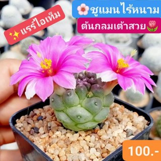 🥇🌺แรร์ไอเท็ม🌵ชูแมนไร้หนาม ต้นกลมผิวสวย🌹 น่ารักปุ๊กปิ๊ก เลี้ยงง่าย ดอกดกมาก