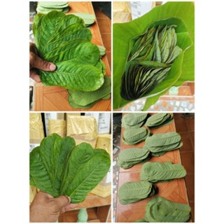 ใบชุมเห็ดเทศ (Senna alata) ใบสด100ใบคัด🌿ฟรี20ใบ