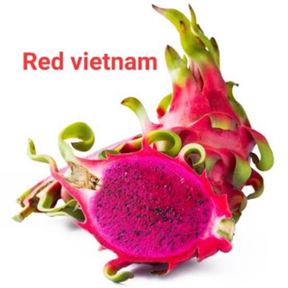 แก้วมังกร กิ่งพันธุ์แก้วมังกร Red vietnam