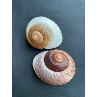 bread conch shell sea snail 6-8cm 99baht/1