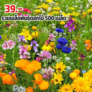 รวมเมล็ดพันธุ์ ดอกไม้ป่าปลูกได้ทุกฤดู 500 เมล็ด คละแบบคละสี