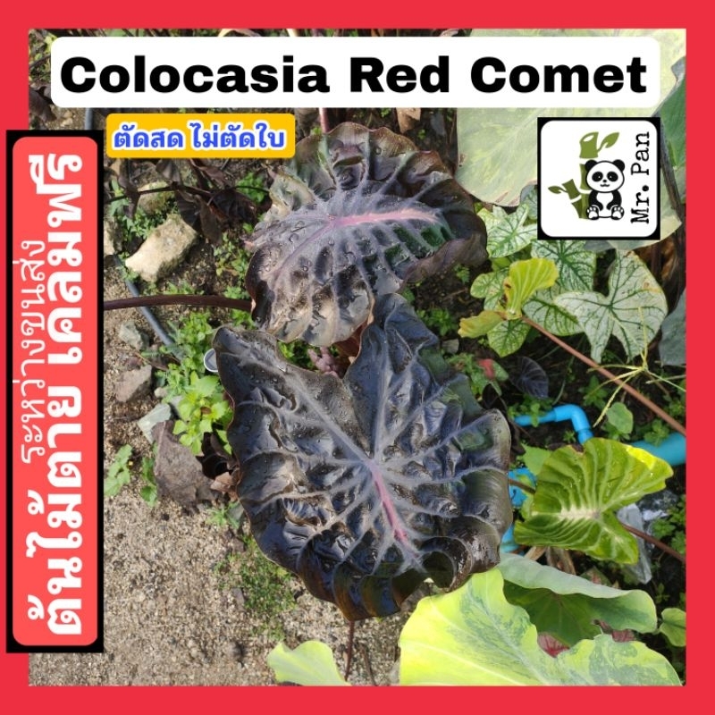 colocasia-red-comet-ตัดสดไม่ตัดใบ-โคโลคาเซีย-เรด-โคมีท